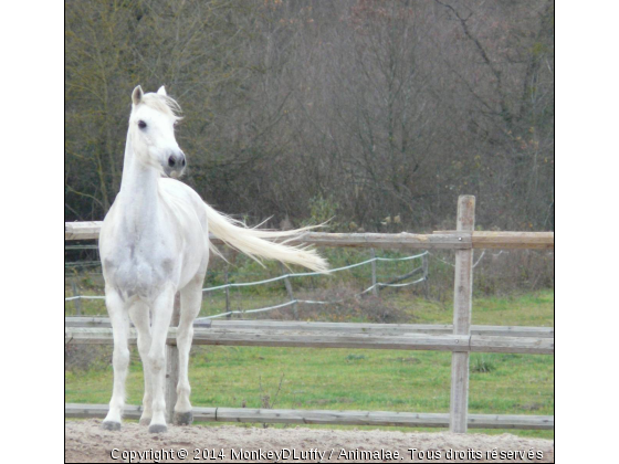 Neptune - Photo de Chevaux