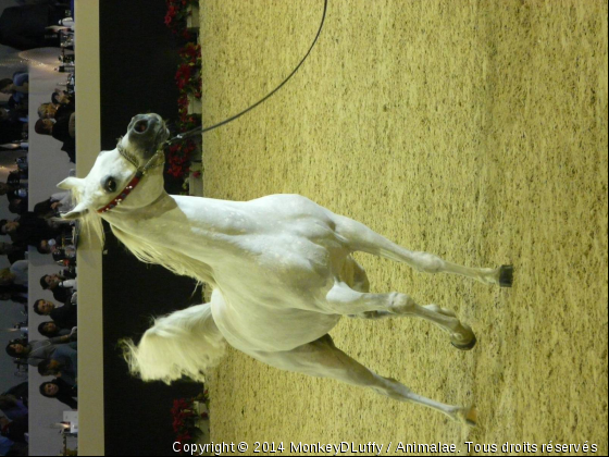 championnat du monde d&#039;arabe  - Photo de Chevaux