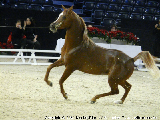 championnat du monde d&#039;arabe  - Photo de Chevaux