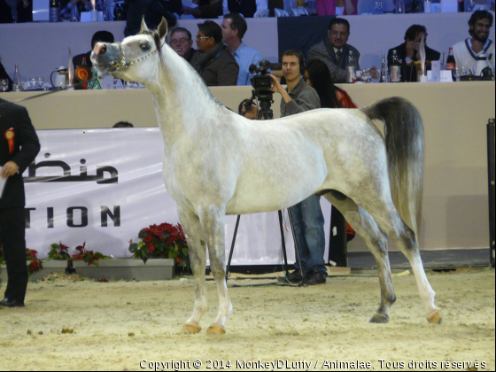 championnat du monde d&#039;arabe  - Photo de Chevaux