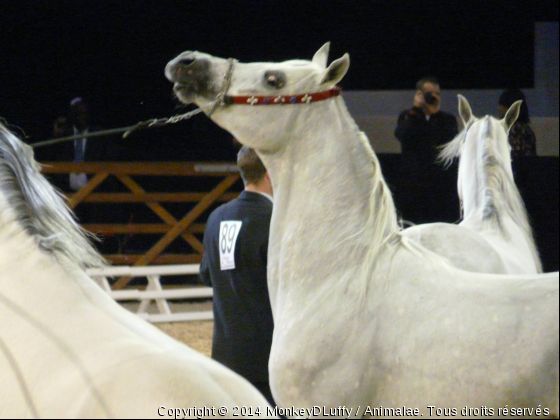 championnat du monde d&#039;arabe  - Photo de Chevaux