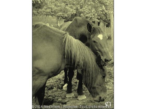 Cheavaux de labours - Photo de Chevaux