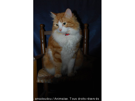 amadou - Photo de Chats