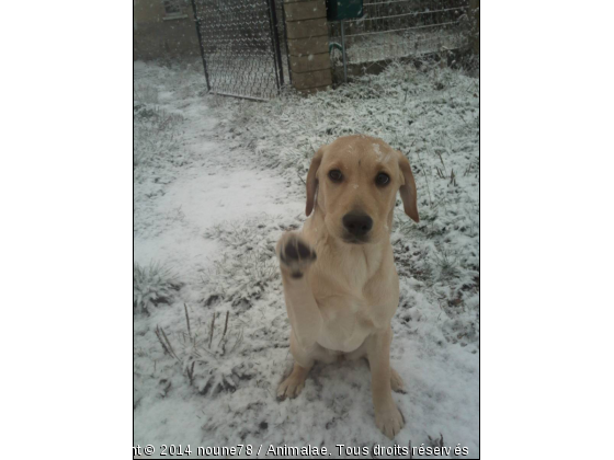 Bébé Labrador dans la neige - Photo de Chiens