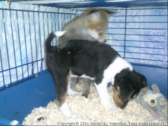 Complicité renardeau et chiot - Photo de Animaux sauvages