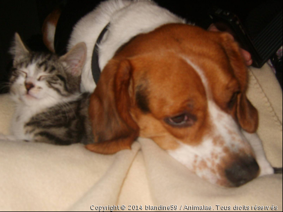 djok et tipunch en pause calin... - Photo de Chiens