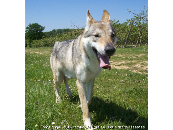 tala en mode nunuche - Photo de Chiens