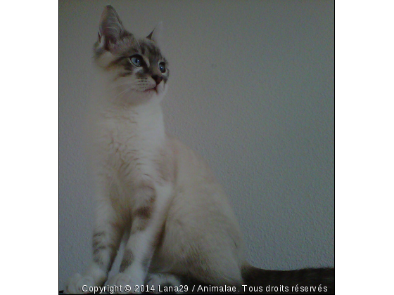 Lana - Photo de Chats