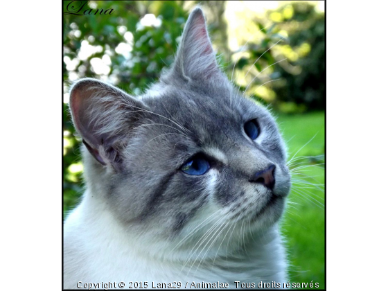 Lana de Hadas - Photo de Chats