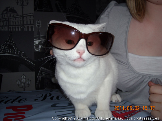 Mj la star - Photo de Chats