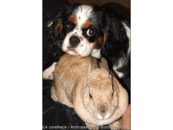  chien cavalier et lapin nain - Photo de Chiens