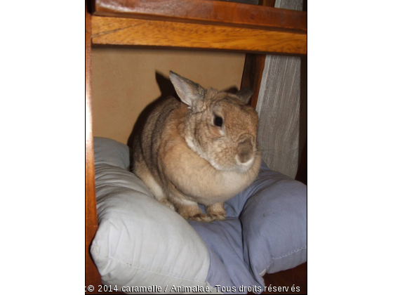 lapin - Photo de Rongeurs