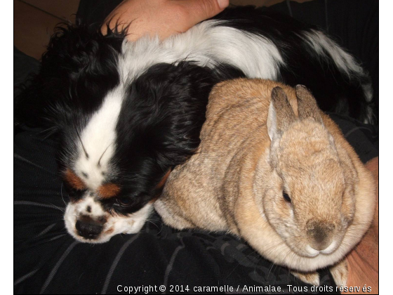 chien et lapin - Photo de Rongeurs