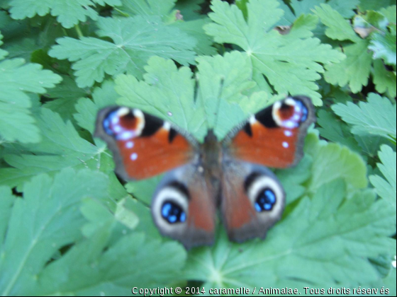 papillon (par marion) - Photo de Microcosme
