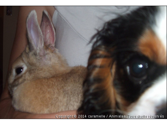 cavalier  kc et lapin  - Photo de Chiens