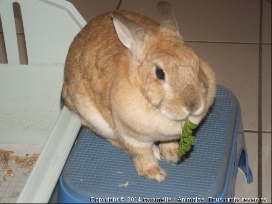 lapin manger persil - Photo de Rongeurs