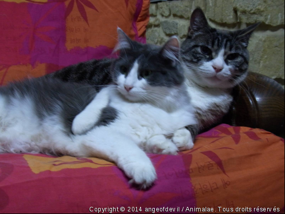 un jolie couple - Photo de Chats