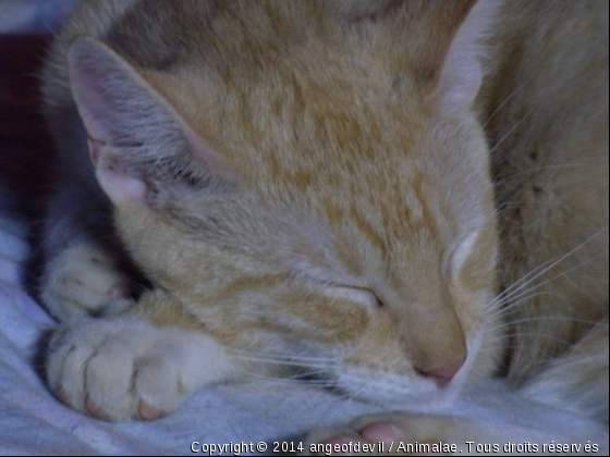 laissé moi dormire - Photo de Chats