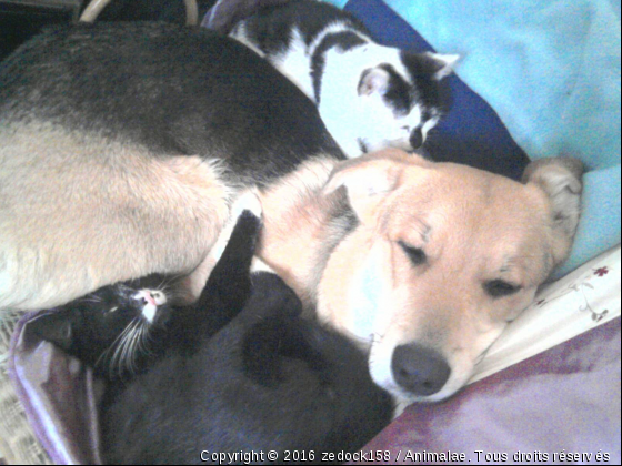 Karamelle et ses bébés - Photo de Chats