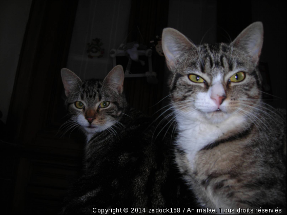 Framboise et Asus - Photo de Chats