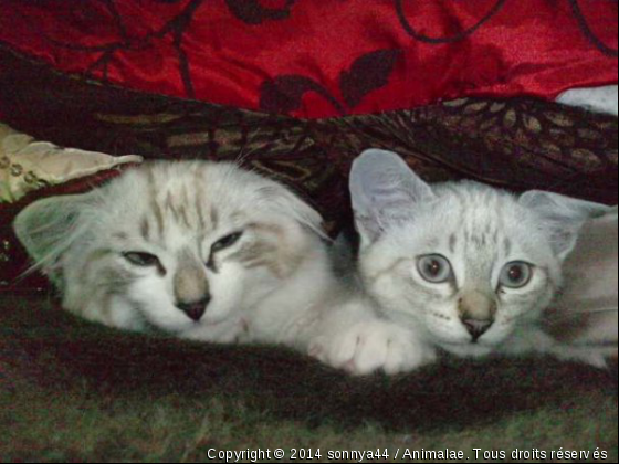 mes chats - Photo de Chats