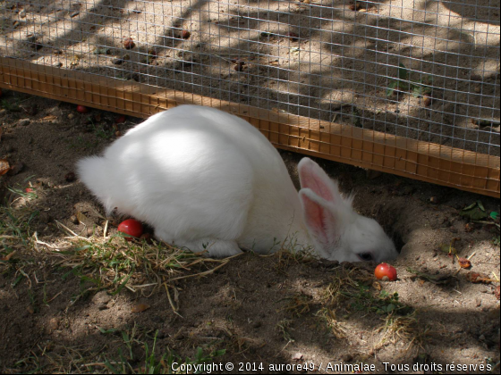 Flicka - Photo de Rongeurs