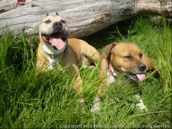 axel et laika - Photo de Chiens