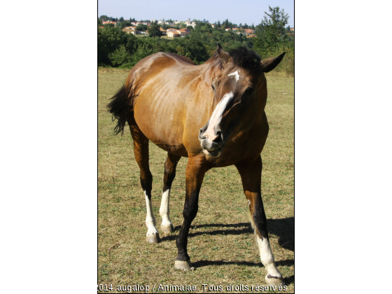 Timia - Photo de Chevaux