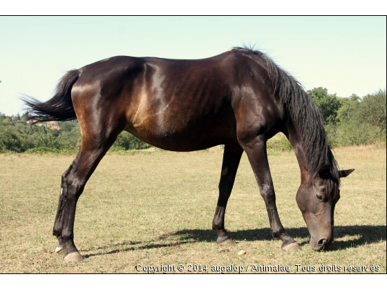 Duchesse - Photo de Chevaux