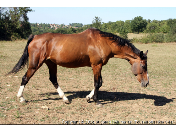 Timia - Photo de Chevaux