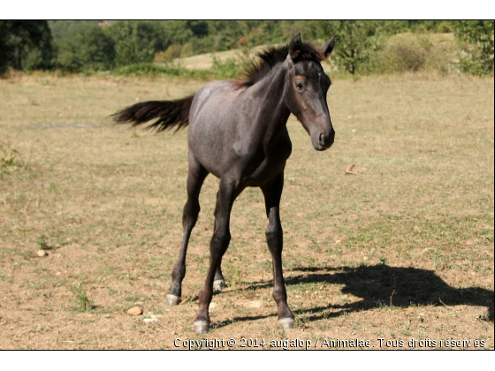 Volgan - Photo de Chevaux