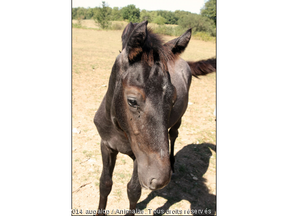 Volgan - Photo de Chevaux