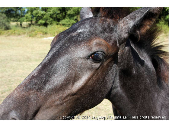 Volgan - Gros plan sur tête du poulain - Photo de Chevaux