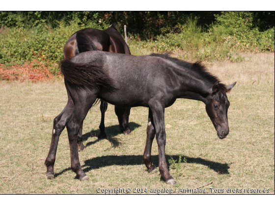 Duchesse et Volgan - Photo de Chevaux