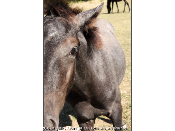 Volgan - Demi gros plan - Photo de Chevaux