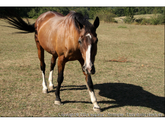 Timia - Photo en 4/3 - Photo de Chevaux