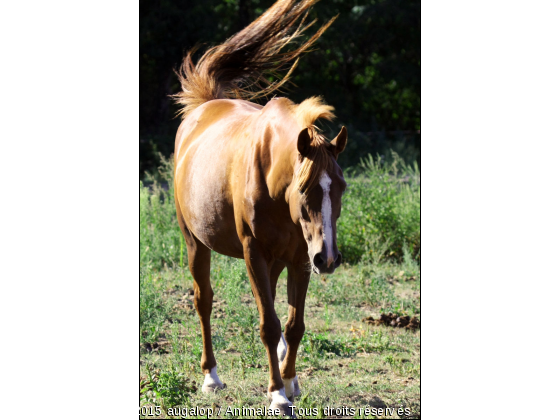 Cheval dans un champ - Selle français - Photo de Chevaux