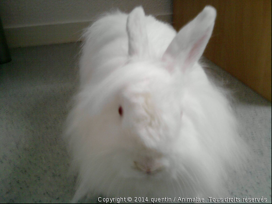 mon lapin qui regarde - Photo de Rongeurs