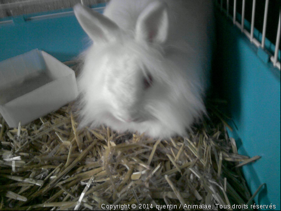 mon lapin regarde - Photo de Rongeurs