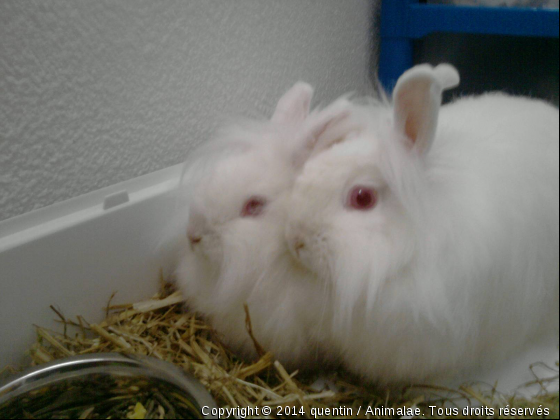 mes deux bo lapin - Photo de Rongeurs