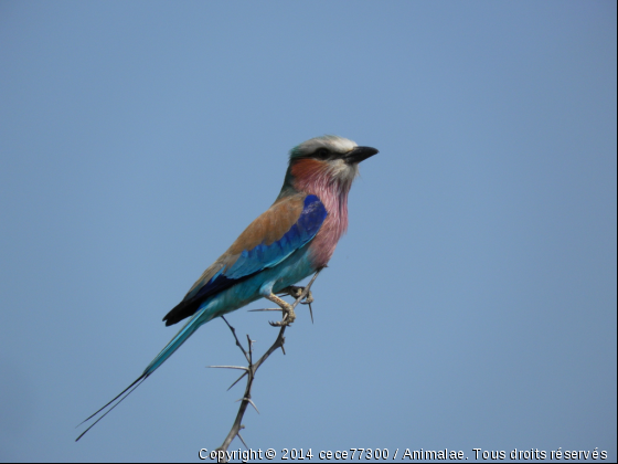 Rollier à long brin - Afrique du Sud - Photo de Oiseaux