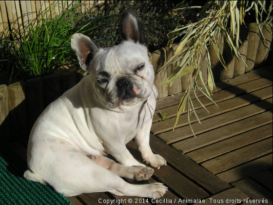 Chelsea le regard douceur - Photo de Chiens