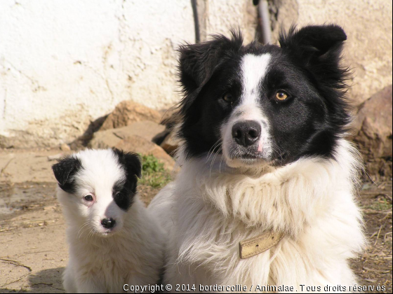 Border Collie - Photo de Chiens