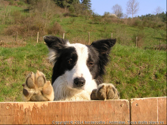 Canaille - Photo de Chiens