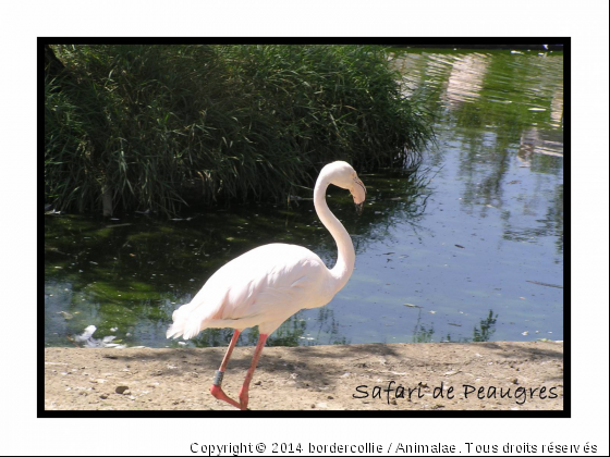 Flammant rose - Photo de Animaux sauvages