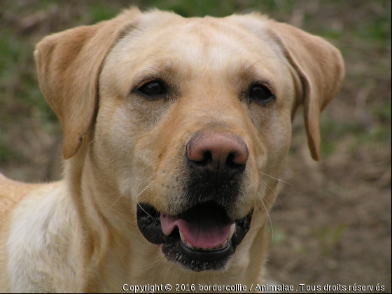 Lana - Photo de Chiens