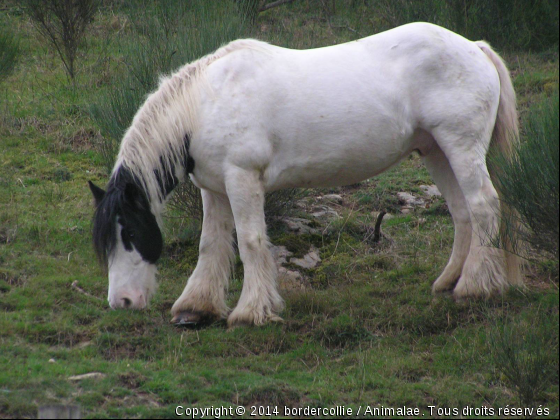 Snowy - Photo de Animaux Ferme