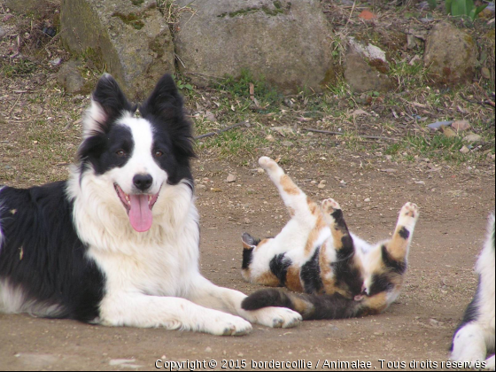 Les meilleures z&#039;amies - Photo de Chiens