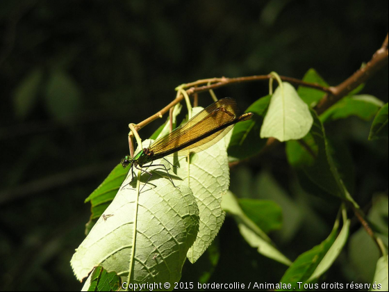 La libellule - Photo de Animaux sauvages