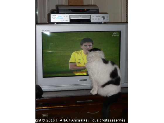 match de foot - Photo de Chats